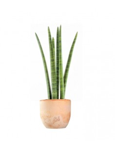 Sansevieria Straight 2