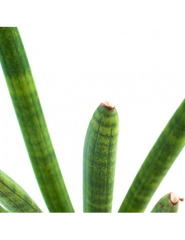 Sansevieria Straight