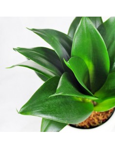 Sansevieria Trifasciata... 2
