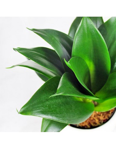 Sansevieria Trifasciata Black Dragon