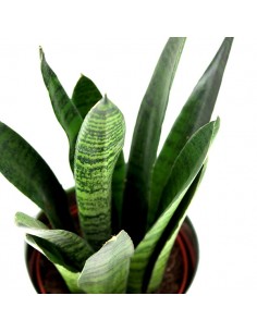 Sansevieria zeylanica 2