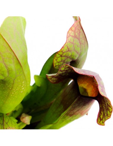 Sarracenia Barba