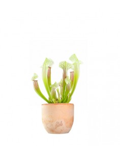 Sarracenia Eva 2