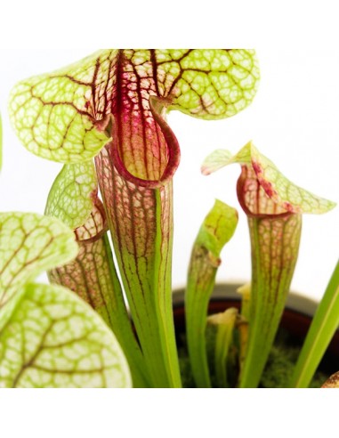Sarracenia Eva