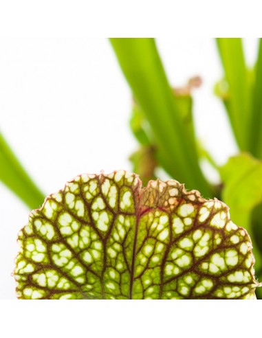 Sarracenia Farnhamii