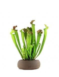 Sarracenia Farnhamii XL