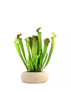Sarracenia Farnhamii XL 2
