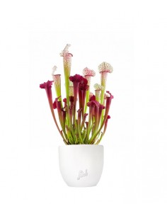 Sarracenia Juthatip