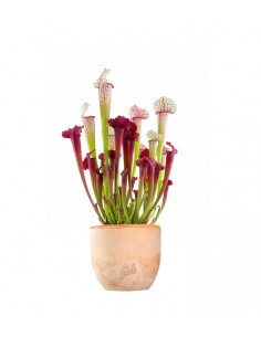 Sarracenia Juthatip 2