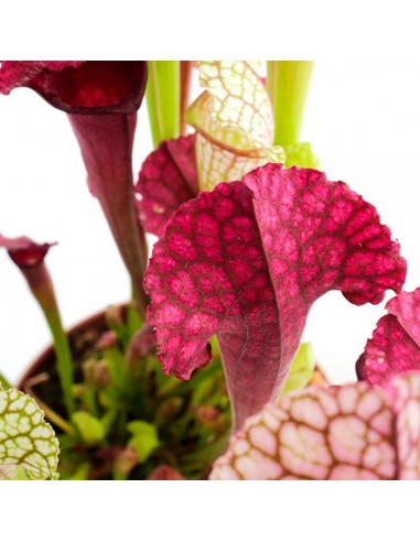 Sarracenia Juthatip