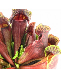 Sarracenia Maroon 2