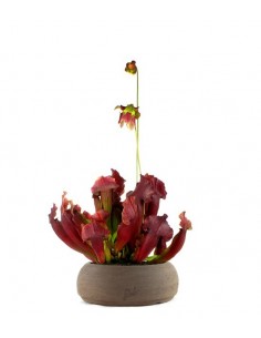 Sarracenia Maroon XL