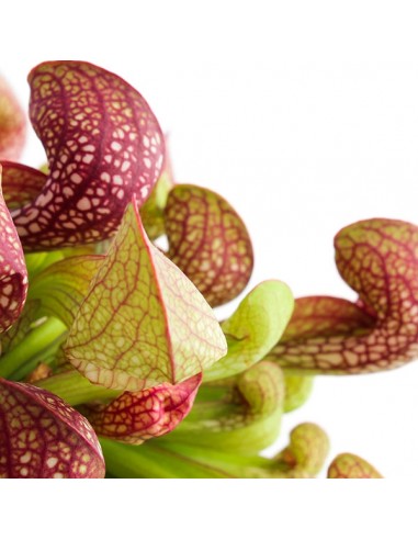 Sarracenia Psittacina