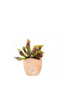 Sarracenia Purpurea Hybride