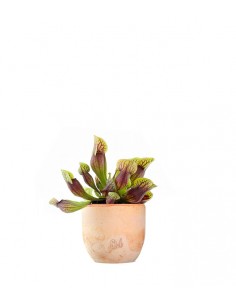 Sarracenia Purpurea Hybride 2