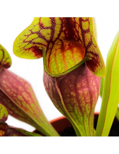 Sarracenia Purpurea Hybride