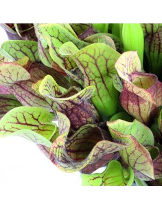Sarracenia Purpurea Hybride XL 2