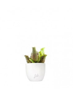 Sarracenia Purpurea Venosa