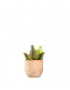 Sarracenia Purpurea Venosa 2