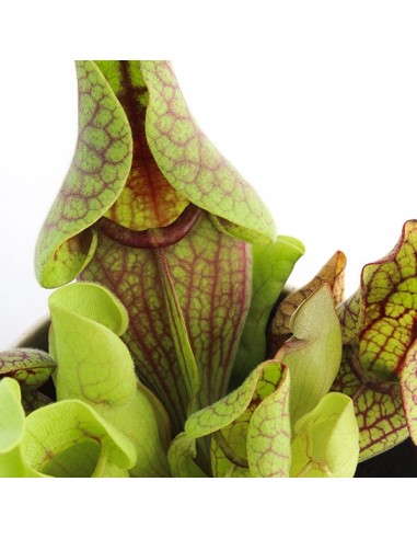 Sarracenia Purpurea Venosa