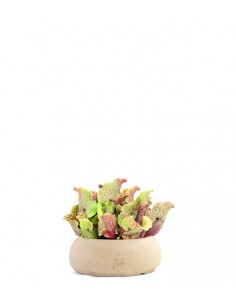 Sarracenia Purpurea Venosa XL