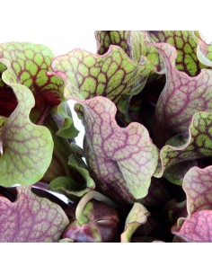 Sarracenia Purpurea Venosa XL 2
