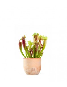 Sarracenia Smoorii