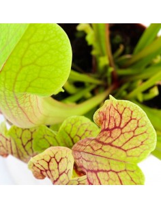 Sarracenia Smoorii 2