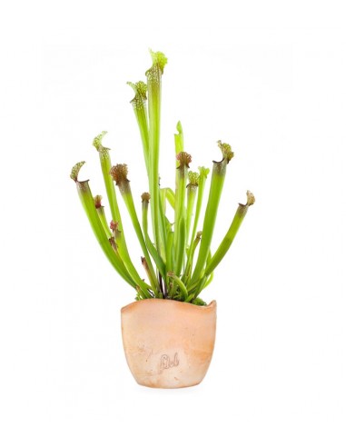 Sarracenia Stevensii