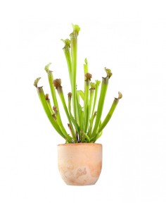 Sarracenia Stevensii 2