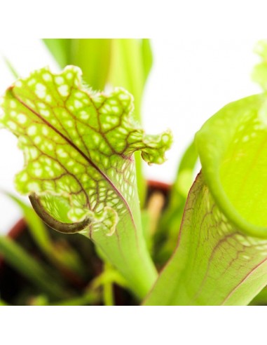 Sarracenia Stevensii