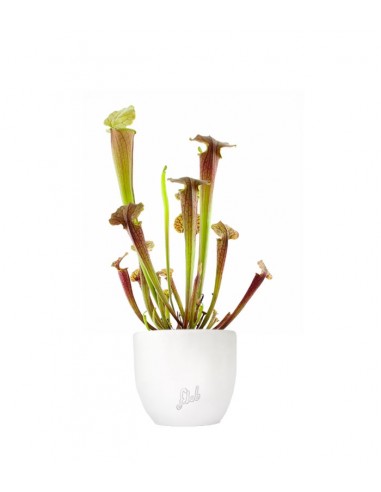 Sarracenia Tygo