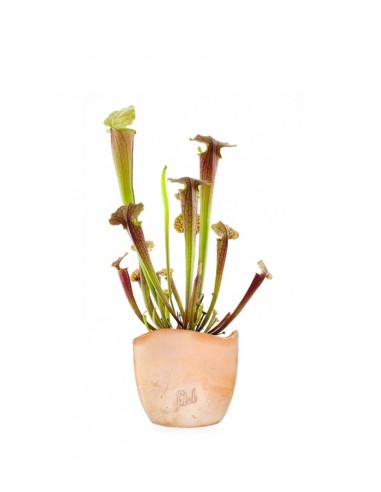 Sarracenia Tygo