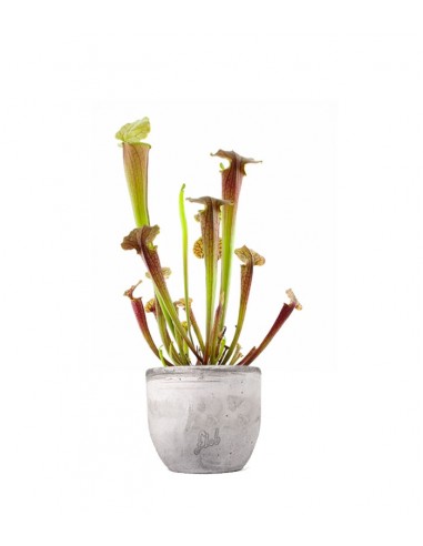 Sarracenia Tygo