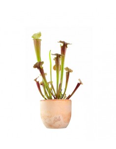 Sarracenia Tygo 2