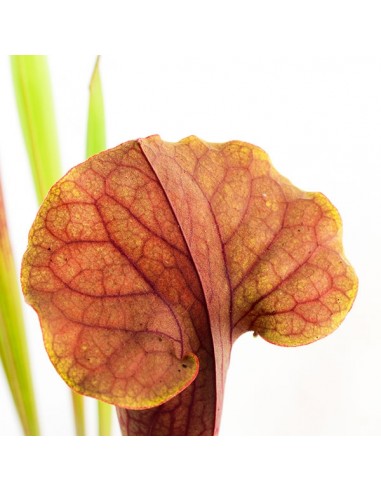 Sarracenia Tygo