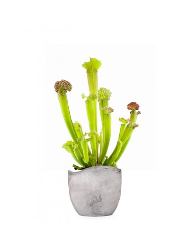 Sarracenia Velvet