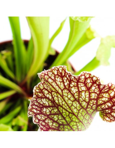 Sarracenia Velvet