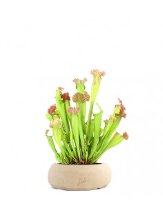 Sarracenia Velvet XL