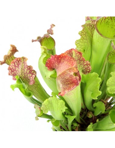 Sarracenia Velvet XL