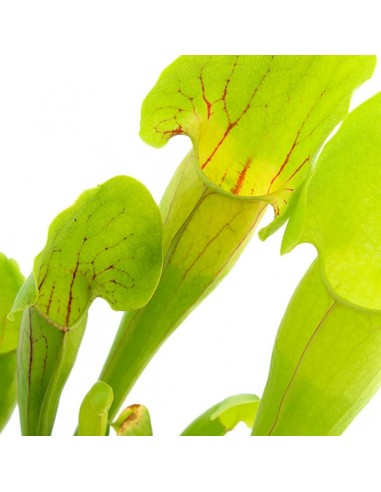 Sarracenia Vogel