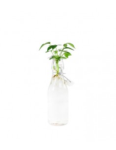 Schefflera idroponica in...