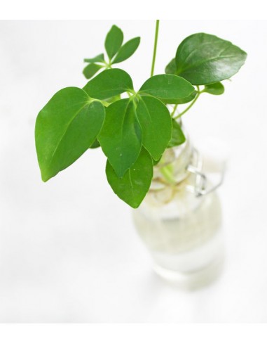 Schefflera idroponica in bottiglia