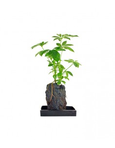 Schefflera su roccia lavica