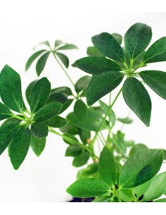 Schefflera su roccia lavica 2