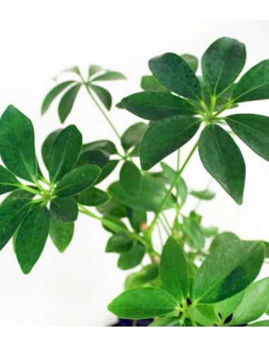 Schefflera su roccia lavica