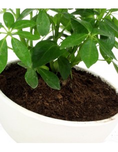 Schefflera vaso ciotola in... 2