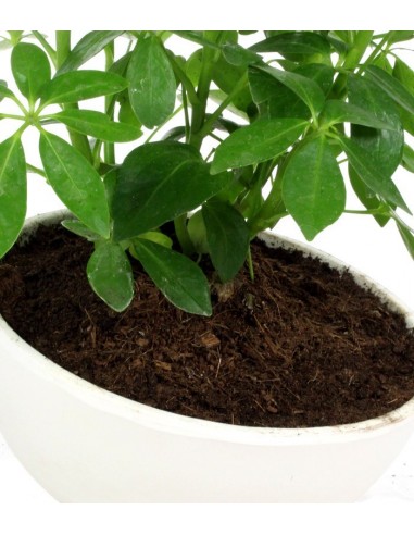 Schefflera vaso ciotola in terracotta