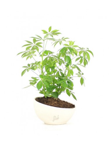 Schefflera vaso ciotola in terracotta