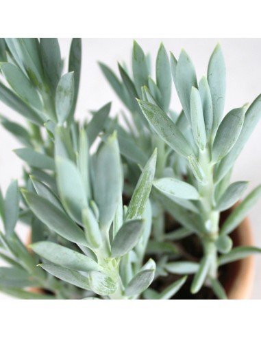Senecio